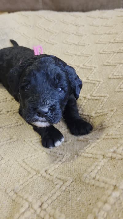 Chil max (hot pink), a female Bernedoodle for sale in Renton, WA – 7 of 7