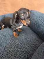Benny , a male Dachshund for sale in Renton, WA – Photo 1 of 7