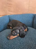 Benny , a male Dachshund for sale in Renton, WA – Photo 4 of 7