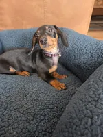 Benny , a male Dachshund for sale in Renton, WA – Photo 7 of 7