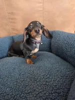 Benny , a male Dachshund for sale in Renton, WA – Photo 6 of 7