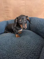 Benny , a male Dachshund for sale in Renton, WA – Photo 5 of 7