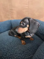 Benny , a male Dachshund for sale in Renton, WA – Photo 2 of 7