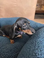 Benny , a male Dachshund for sale in Renton, WA – Photo 3 of 7