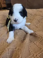 Yellow, a female Bernedoodle for sale in Renton, WA – 8 of 9