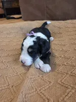 Violet, a female Bernedoodle for sale in Renton, WA – 2 of 10