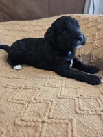 Chil max (hot pink), a female Bernedoodle for sale in Renton, WA – 5 of 7