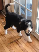 Gus, a male Bernedoodle for sale in Renton, WA – 3 of 6