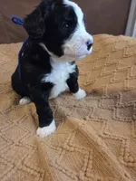 Dark blue , a male Bernedoodle for sale in Renton, WA – 5 of 9