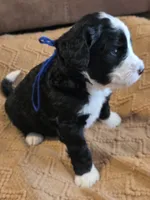 Dark blue , a male Bernedoodle for sale in Renton, WA – 3 of 9