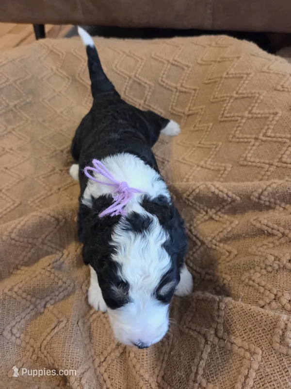 Violet – Bernedoodle puppy for sale in Renton, WA