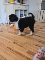 Gus, a male Bernedoodle for sale in Renton, WA – 5 of 6