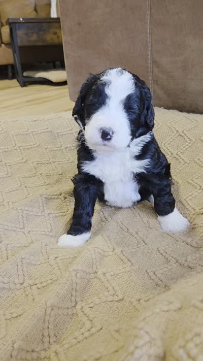 Dark blue , a male Bernedoodle for sale in Renton, WA – 9 of 9