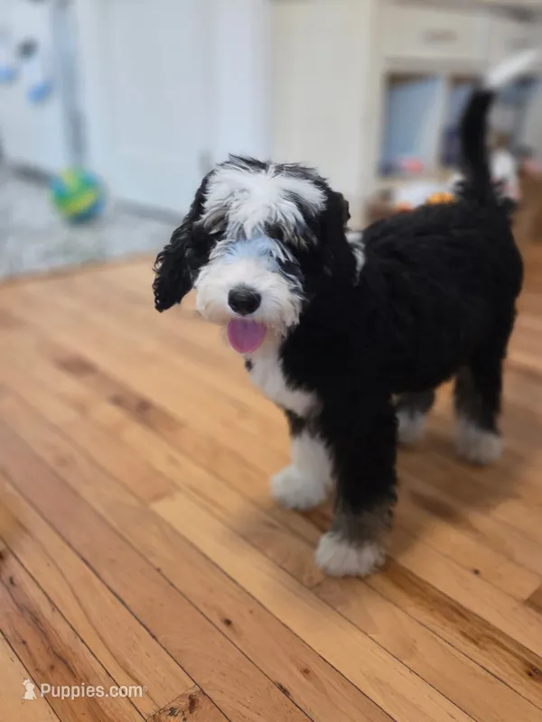 Gus – Bernedoodle puppy for sale in Renton, WA