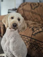 Finn, a male Poodle - Standard  for sale in Renton, WA – 8 of 8