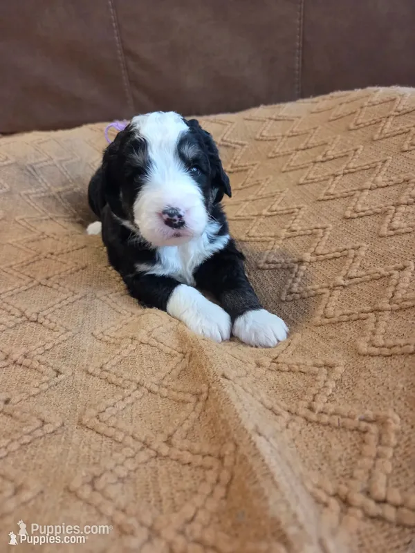 Violet – Bernedoodle puppy for sale in Renton, WA