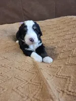 Violet, a female Bernedoodle for sale in Renton, WA – 4 of 10