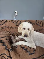 Finn, a male Poodle - Standard  for sale in Renton, WA – 7 of 8