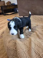 Dark blue , a male Bernedoodle for sale in Renton, WA – 8 of 9