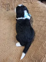 Teal, a male Bernedoodle for sale in Renton, WA – 8 of 9