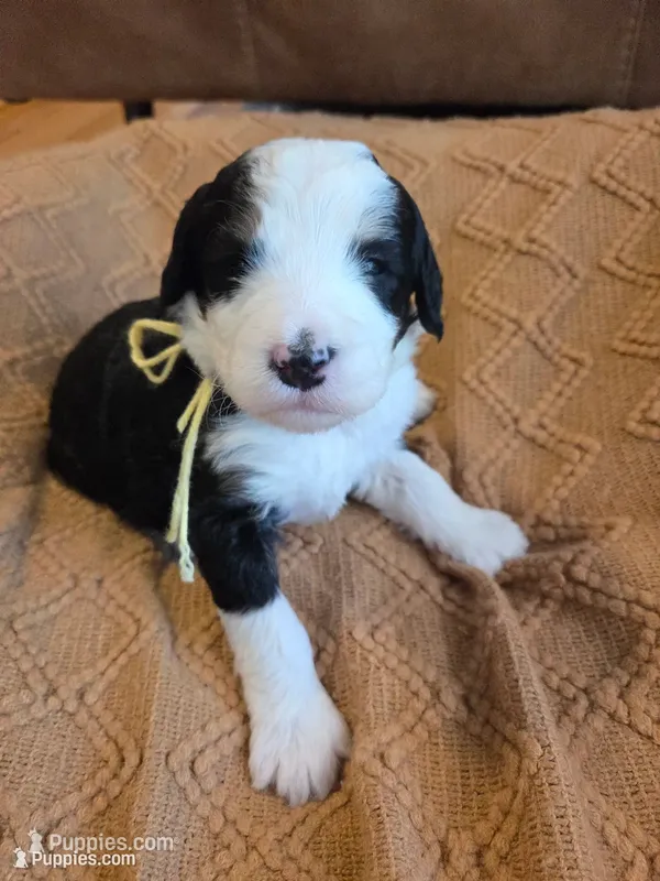 Yellow – Bernedoodle puppy for sale in Renton, WA