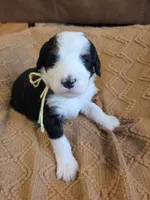 Yellow, a female Bernedoodle for sale in Renton, WA – 6 of 9