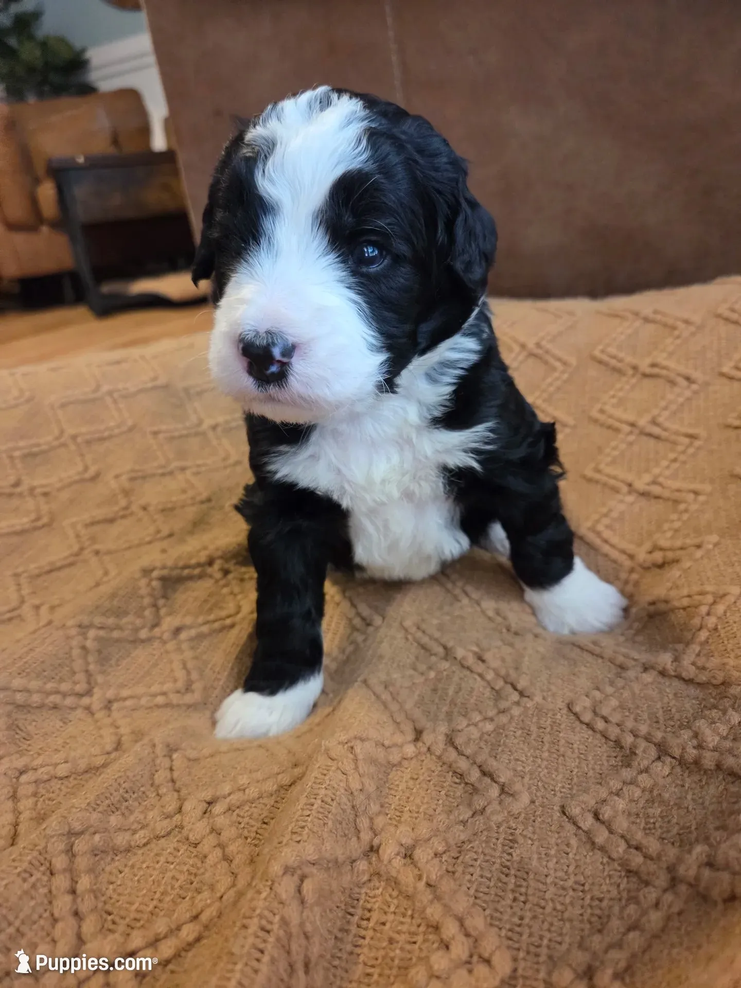 Dark blue , a male Bernedoodle for sale in Renton, WA – 2 of 9
