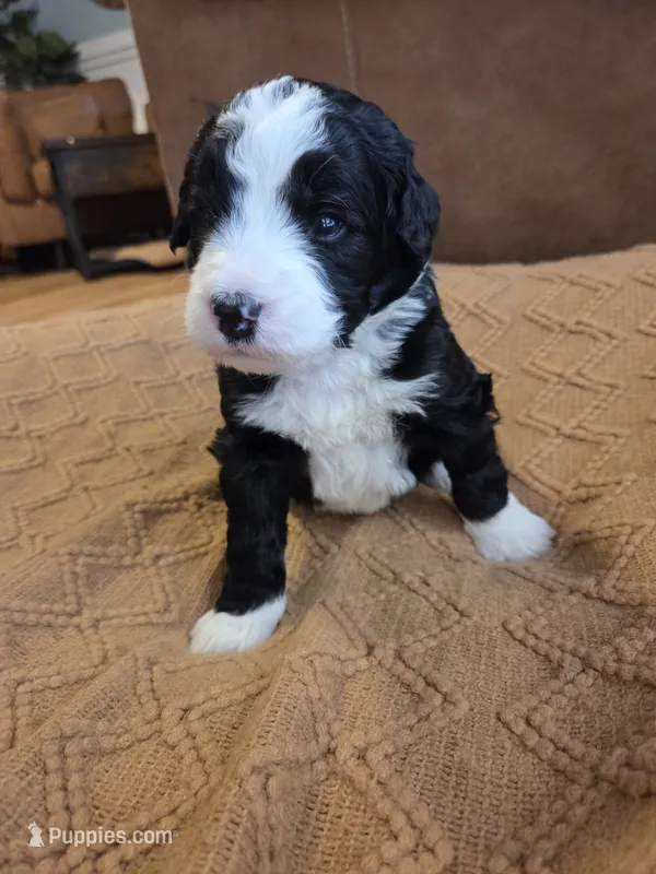 Dark blue , a male Bernedoodle for sale in Renton, WA – 1 of 9