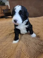 Dark blue , a male Bernedoodle for sale in Renton, WA – 1 of 9