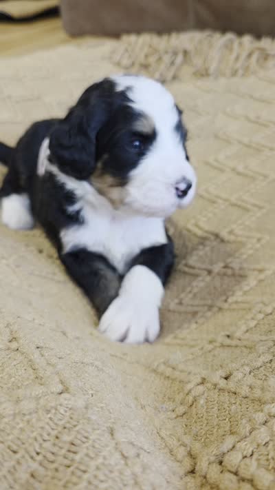 Light pink, a female Bernedoodle for sale in Renton, WA – 7 of 7