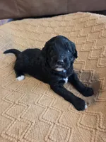 Chil max (hot pink), a female Bernedoodle for sale in Renton, WA – 6 of 7