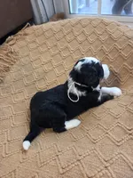 Light pink, a female Bernedoodle for sale in Renton, WA – 4 of 7