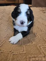 Light pink, a female Bernedoodle for sale in Renton, WA – 5 of 7