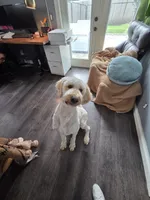 Finn, a male Poodle - Standard  for sale in Renton, WA – 6 of 8
