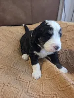 Violet, a female Bernedoodle for sale in Renton, WA – 6 of 10