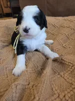 Yellow, a female Bernedoodle for sale in Renton, WA – 5 of 9