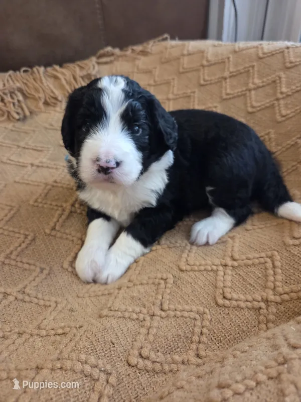 Teal – Bernedoodle puppy for sale in Renton, WA