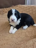 Teal, a male Bernedoodle for sale in Renton, WA – 1 of 9