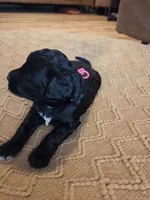Chil max (hot pink), a female Bernedoodle for sale in Renton, WA – 3 of 7