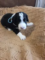 Teal, a male Bernedoodle for sale in Renton, WA – 5 of 9
