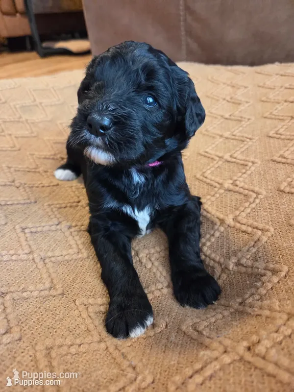 Chil max (hot pink) – Bernedoodle puppy for sale in Renton, WA