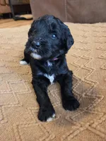 Chil max (hot pink), a female Bernedoodle for sale in Renton, WA – 2 of 7