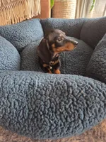 Tiny, a male Dachshund for sale in Renton, WA – Photo 3 of 7