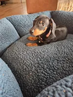 Tiny, a male Dachshund for sale in Renton, WA – Photo 4 of 7