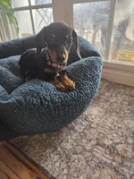 Tiny, a male Dachshund for sale in Renton, WA – Photo 6 of 7