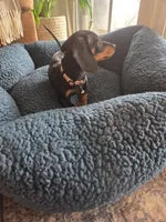 Tiny, a male Dachshund for sale in Renton, WA – Photo 7 of 7