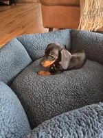 Tiny, a male Dachshund for sale in Renton, WA – Photo 1 of 7