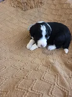 Teal, a male Bernedoodle for sale in Renton, WA – 7 of 9