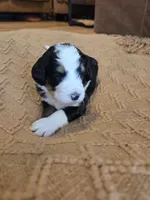 Light pink, a female Bernedoodle for sale in Renton, WA – 6 of 7