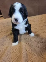 Dark blue , a male Bernedoodle for sale in Renton, WA – 7 of 9